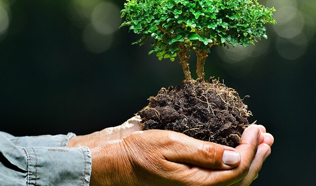 Green in Hand